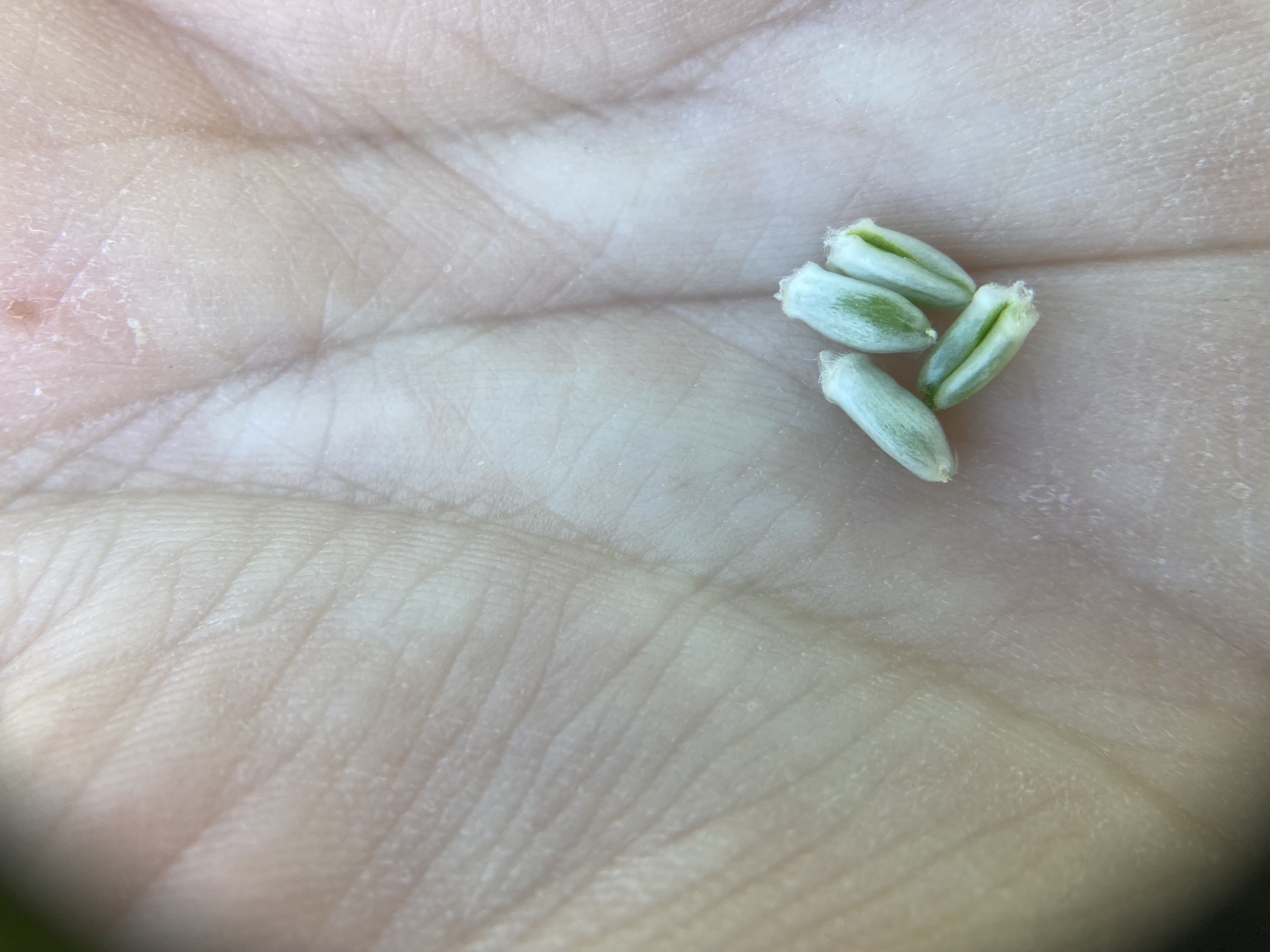 A hand holding four small kernels of wheat.